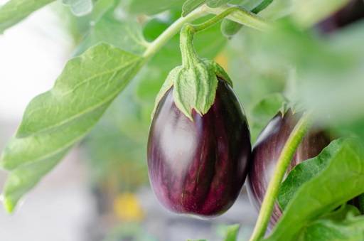 Aubergine fruit on stem